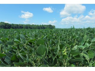 Farmland in Fulton & Marshall Counties, Indiana - LAND AUCTION - 541.3+/- ACRES IN 9 TRACTS IN FULTON & MARSHALL COUNTIES, INDIANA